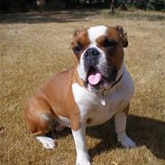 Olde english bulldogge Nanna