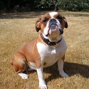 Olde english bulldogge Nanna