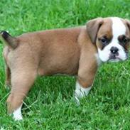 Olde english bulldogge Nanna