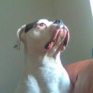 Amerikansk bulldog Snow *SOLGT*