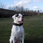 Amerikansk bulldog Snow *SOLGT*