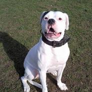 Amerikansk bulldog Snow *SOLGT*