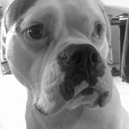 Amerikansk bulldog Snow *SOLGT*