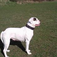 Amerikansk bulldog Snow *SOLGT*