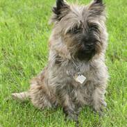 Cairn terrier Cairn-Bechgaard`s Freja 