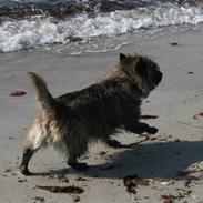 Cairn terrier Cairn-Bechgaard`s Freja 