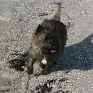 Cairn terrier Cairn-Bechgaard`s Freja 