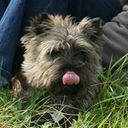 Cairn terrier Cairn-Bechgaard`s Freja 