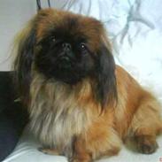 Pekingeser Basse (Houstoers Hsiung)