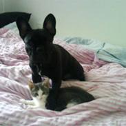 Fransk bulldog Nemo.   