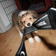 Shetland sheepdog Ayko