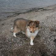 Shetland sheepdog Ayko