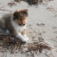 Shetland sheepdog Ayko