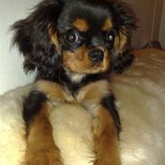 Cavalier king charles spaniel Pultz`s Sofie (Zia) *RIP*