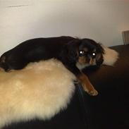 Cavalier king charles spaniel Pultz`s Sofie (Zia) *RIP*