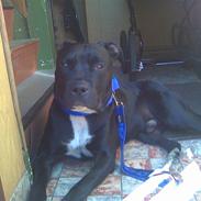 Amerikansk staffordshire terrier Charlie