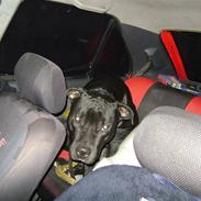 Amerikansk staffordshire terrier Charlie