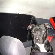 Amerikansk staffordshire terrier Charlie