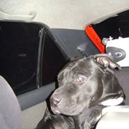 Amerikansk staffordshire terrier Charlie