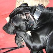 Amerikansk staffordshire terrier Charlie