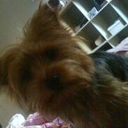 Yorkshire terrier Fie