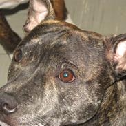 Staffordshire bull terrier kenzo