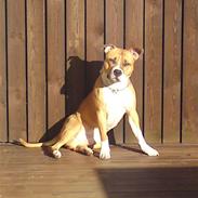 Amerikansk staffordshire terrier Cashmir