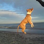 Amerikansk staffordshire terrier Cashmir