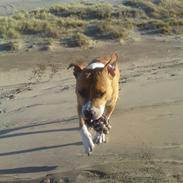 Amerikansk staffordshire terrier Cashmir