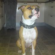 Amerikansk staffordshire terrier Cashmir