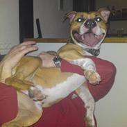 Amerikansk staffordshire terrier Cashmir