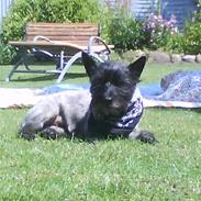 Cairn terrier Frida 