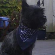 Cairn terrier Frida 