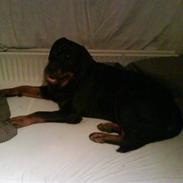 Rottweiler Odin