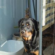 Rottweiler Odin