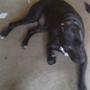 Blanding af racer Jack