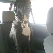 Blanding af racer Jack