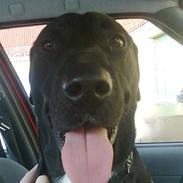 Blanding af racer Jack