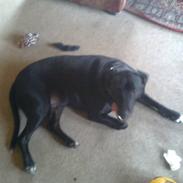 Blanding af racer Jack