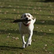 Labrador retriever Luna