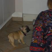 Fransk bulldog Alma