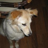 Blanding af racer Blondie <3