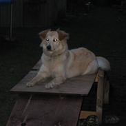 Blanding af racer Blondie <3