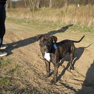 Amerikansk staffordshire terrier Bella
