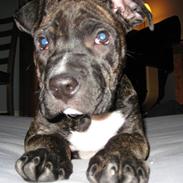 Amerikansk staffordshire terrier Bella