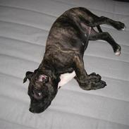 Amerikansk staffordshire terrier Bella