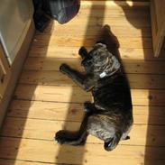 Amerikansk staffordshire terrier Bella