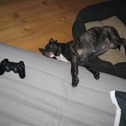 Amerikansk staffordshire terrier Bella