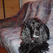 Cocker spaniel Lady