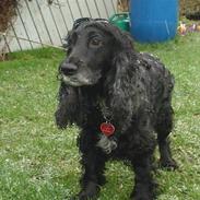 Cocker spaniel Lady